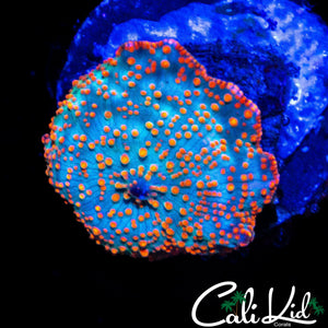 RARE RAINBOW DISCO SHROOM
