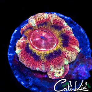 RARE RAINBOW ASIAN ACAN DOUBLE