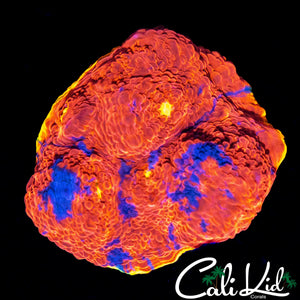 INDO RAINBOW CHALICE CHUNK
