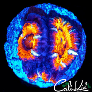WHITE FANG ACAN DOUBLE