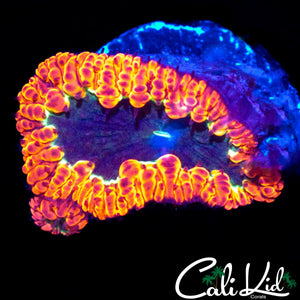 LARGE TRI COLOR INDO BLASTO DOUBLE