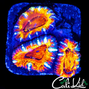 WHITE FANG ACAN TRIPLE