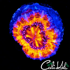ULTRA RAINBOW ACAN LORD
