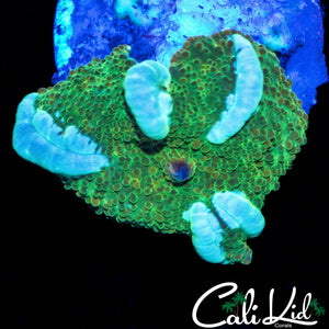 CK WHITE GHOST BOUNCE MUSHROOM