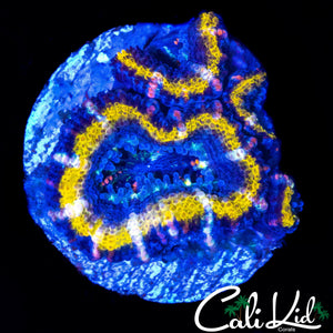 PINK SPECKLED ACAN QUAD