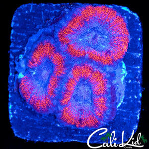 SUPERMAN ACAN TRIPLE