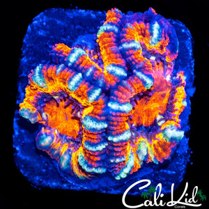 WHITE FANG ACAN TRIPLE