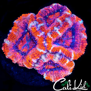 ULTRA ACAN QUAD