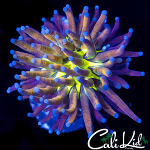 CK TIGER KNICKS TORCH
