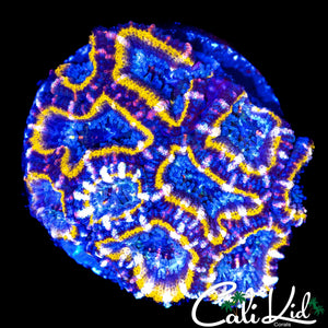 PINK SPECKLED ACAN MINI COLONY
