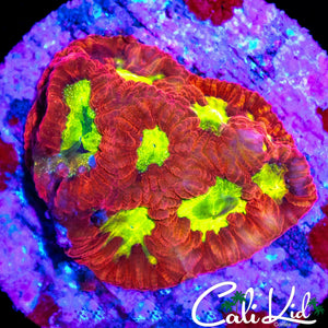 GEM EYE FAVIA