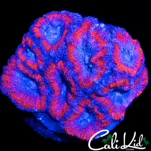 SUPERMAN ACAN MINI COLONY