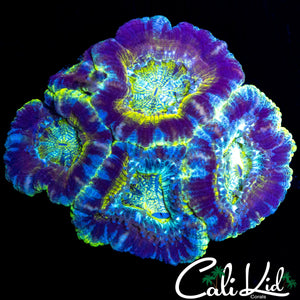 XL HEAD ASIAN ACAN QUAD
