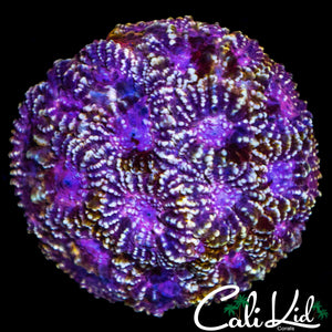 PURPLE PRIZM FAVIA