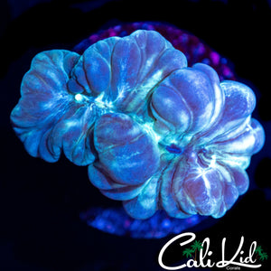 OG FOX CORAL