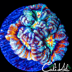 INSANE RAINBOW WILSONI