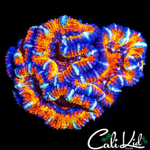 WHITE STRIPE RAINBOW ACAN QUAD