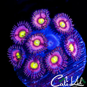 PINK BLOSSOM ZOA MINI COLONY