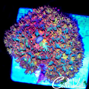 RAINBOW SPECKLED ST THOMAS SHROOM