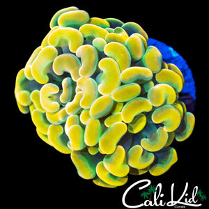 TROPICAL RAINBOW BRANCHING HAMMER