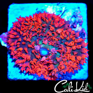 BLOOD RED ST THOMAS SHROOM