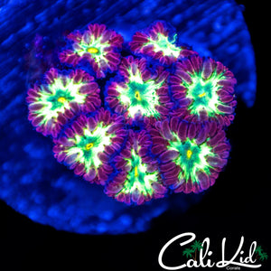 PLUM MERLETTI BLASTO MINI COLONY
