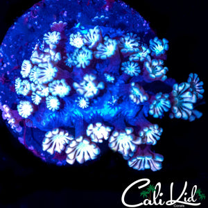 BI COLOR ALVEOPORA