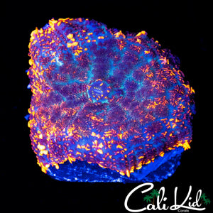 FIRE RIM RHODACTIS