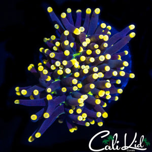 GREEN MOUTH / YELLOW TIP TORCH