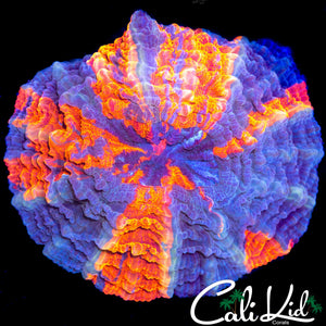 RARE TRI COLOR ACANTHO