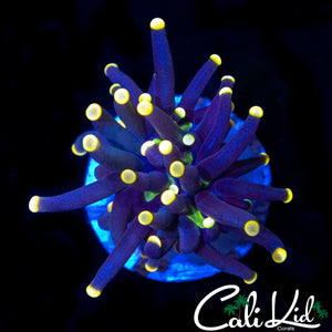 AQUACULTURED MYSTERY TORCH