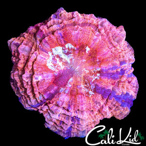 FUSIA / PURPLE ACANTHO
