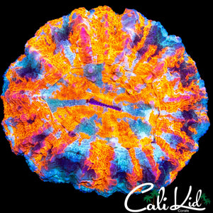 SUPER BRIGHT MULTI COLOR ACANTHO