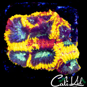 CK ELECTRIC DAISY FAVIA