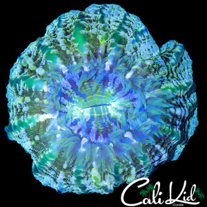 ULTRA RIM INDOPHYLLIA