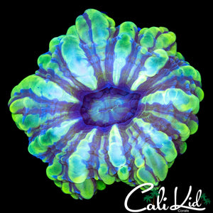 RARE PATTERN CYNARINA