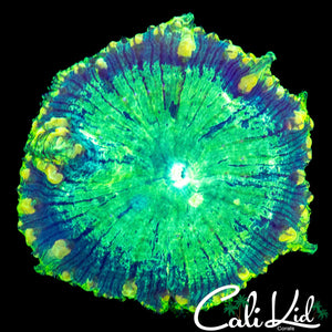 XXXL ONE OF A KIND BLASTO