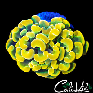 TROPICAL RAINBOW BRANCHING HAMMER