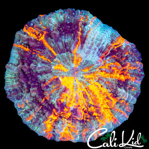 ULTIMATE WATER COLOR ACANTHO