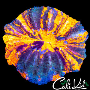 SUPER SLICE MEAT CORAL