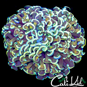 GOLD STEM HYBRID HAMMER