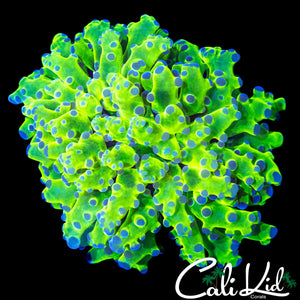 OG PURPLE / GREEN FROGSPAWN
