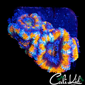 INTENSE RAINBOW ACAN MINI COLONY