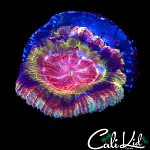RARE RAINBOW ASIAN ACAN