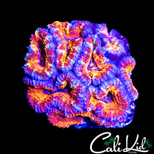ULTRA SWIRL ACAN CHUNK