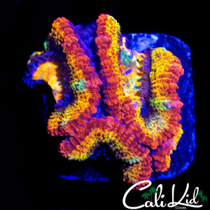CK ABERRAMA GOLD ACAN TRIPLE