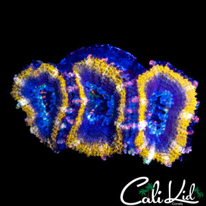 GOLDEN RING ACAN TRIPLE