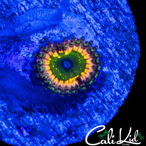 CK MONSTER INC ZOA