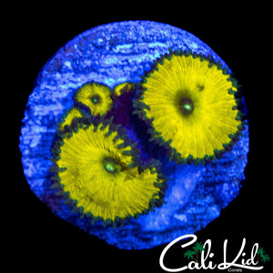 CK SOLAR DEITY MINI COLONY