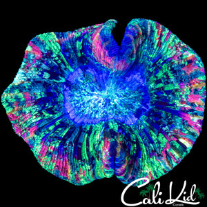 PAINT SPLATTER TRACHY